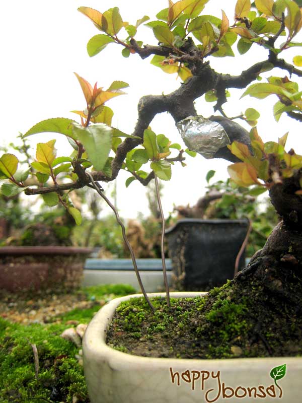 Wiring – happy bonsai blog