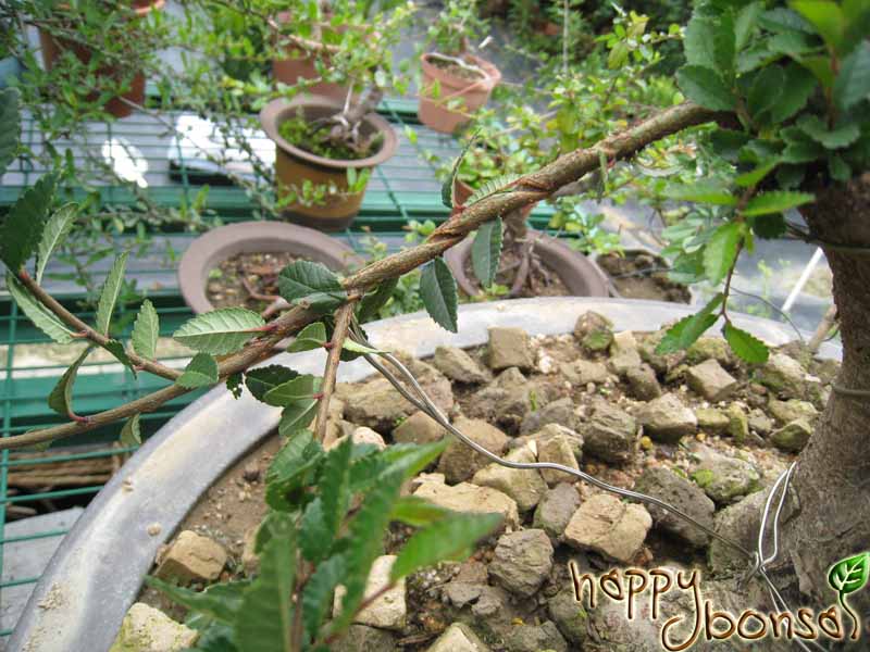 Removing the Bonsai Wire Just Too Late – happy bonsai blog